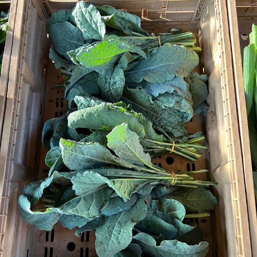 Cavolo Nero