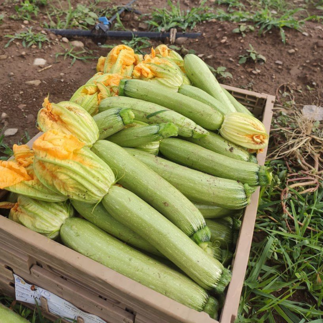 Zucchine Verde Chiaro