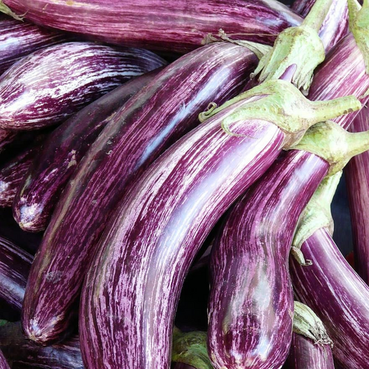 Melanzane Viola - Lunghe
