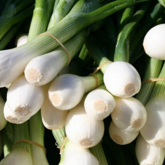 Cipolle